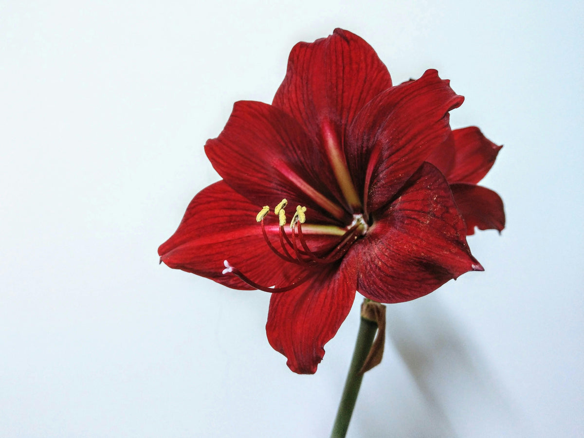 Bewaren van amaryllisbollen: zo bloeit je amaryllis volgend jaar weer