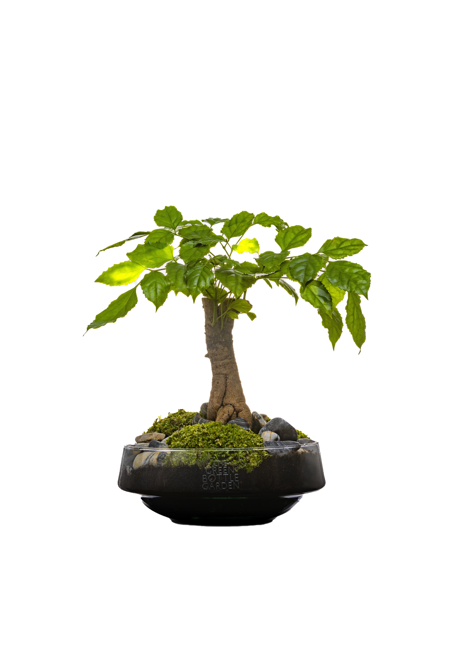 How do I care for a Radermachera? | Care &amp; Tips  The Green Bottle  Garden
