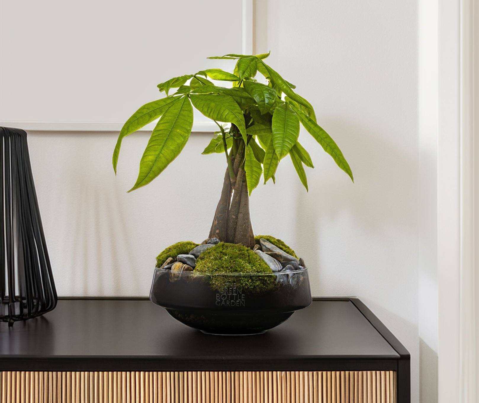 Pachira Aquatica verzorgen