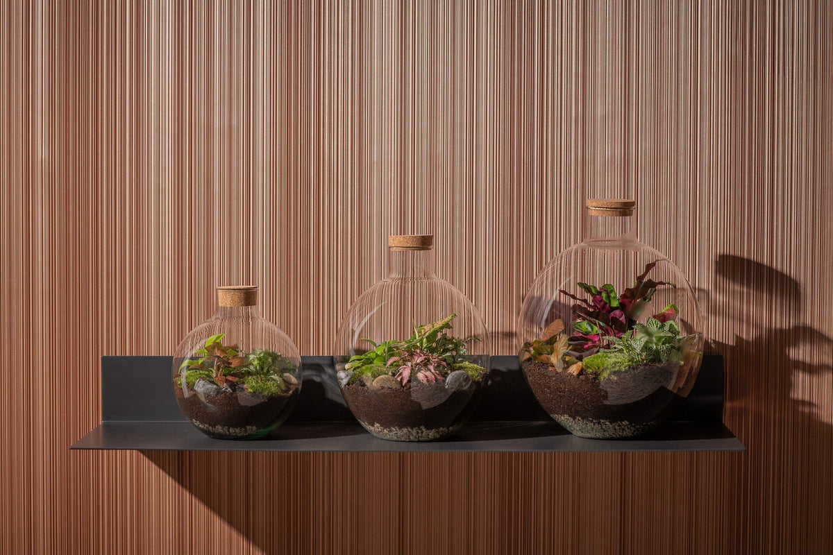 Luxe kamerplant en terrariums