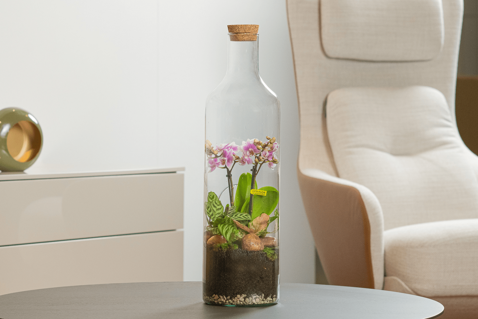 birkins plants 6 in. Philodendron Birkin Plant in Grower Container