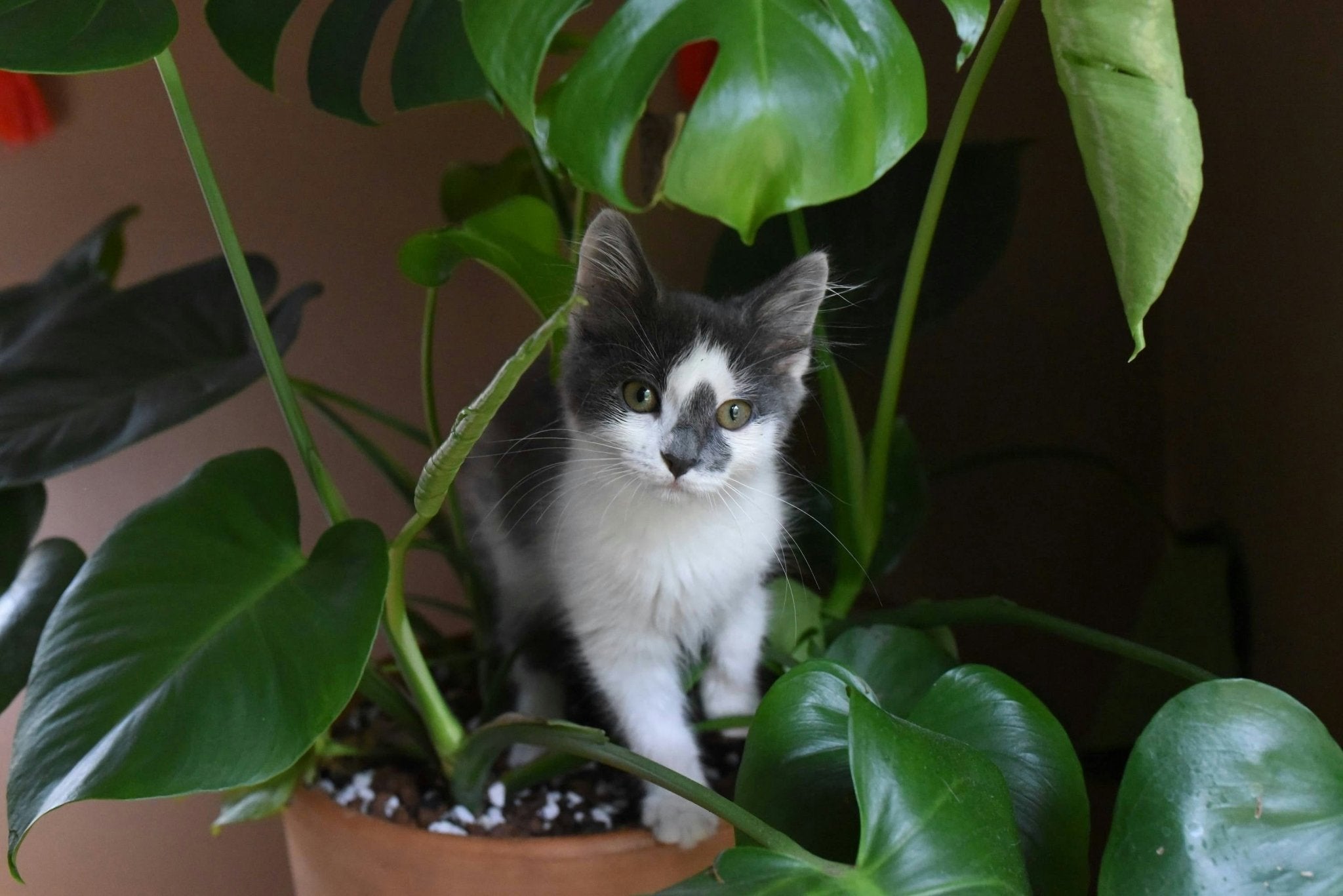 De meest giftige kamerplanten voor dieren: een gids van The Green Bottle Garden - The Green Bottle Garden