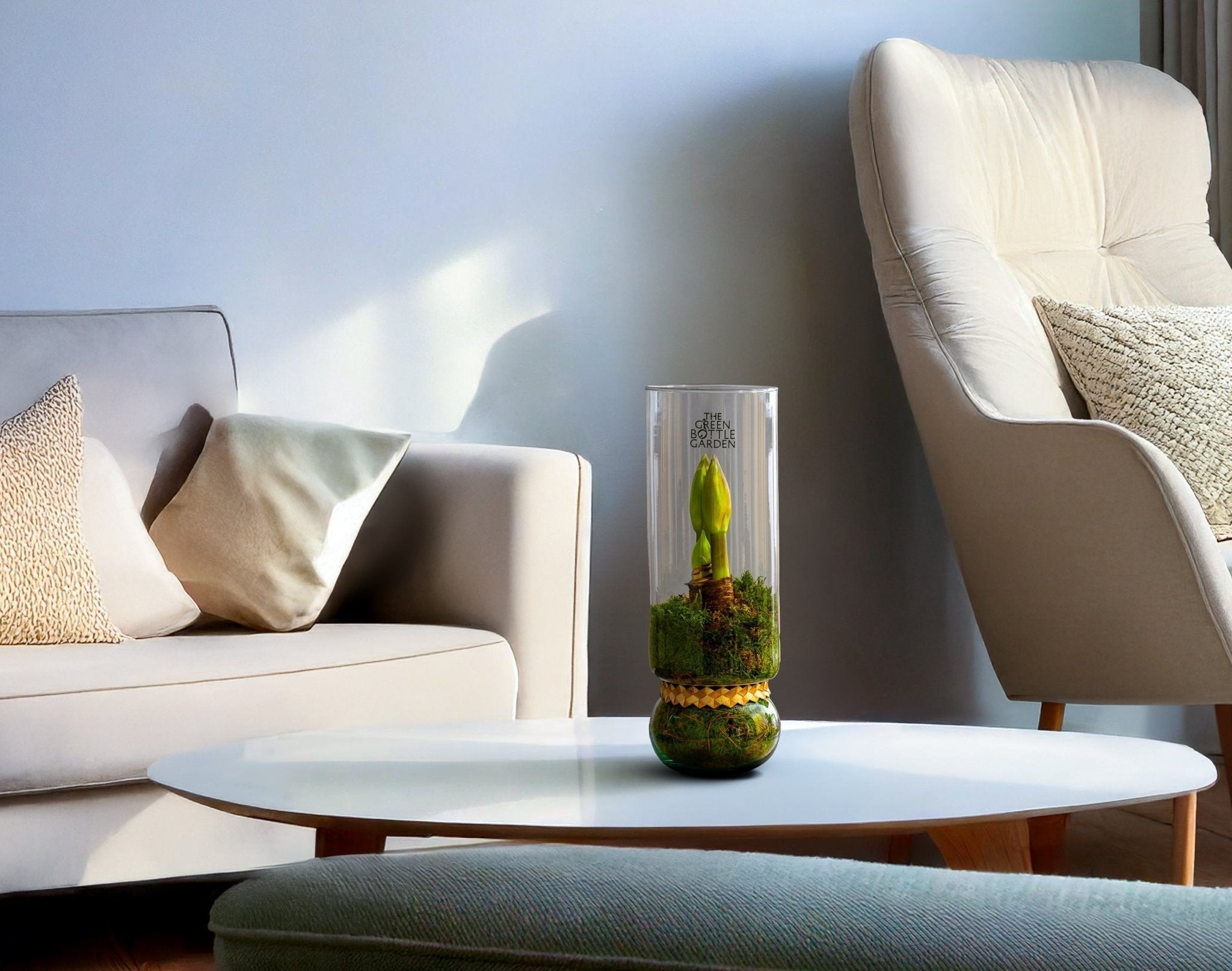 Een amaryllis bol in vaas, het perfecte cadeau voor kerst. - The Green Bottle Garden