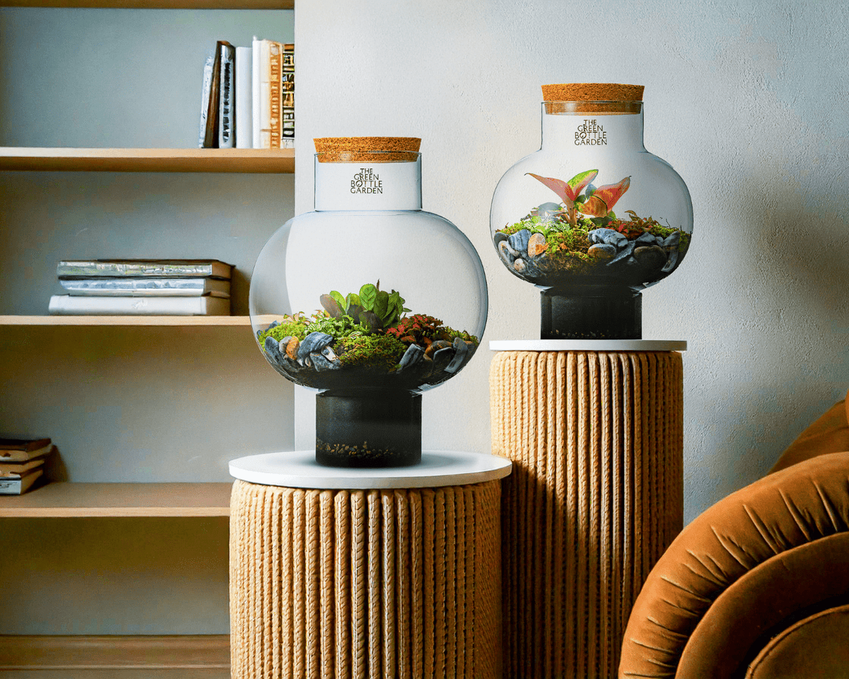 Plant ecosysteem kopen? Dit moet je weten! - The Green Bottle Garden