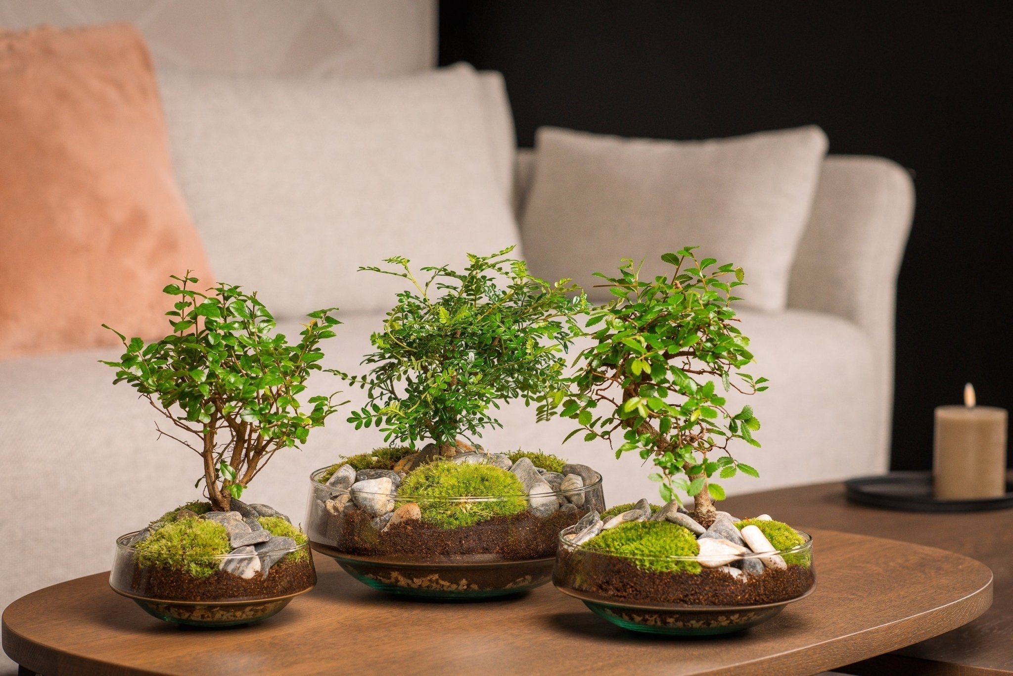 Mini-Bonsai im Terrarium | Bonsai-Baum | Bonsai-Vase oder -Topf |  The  Green Bottle Garden