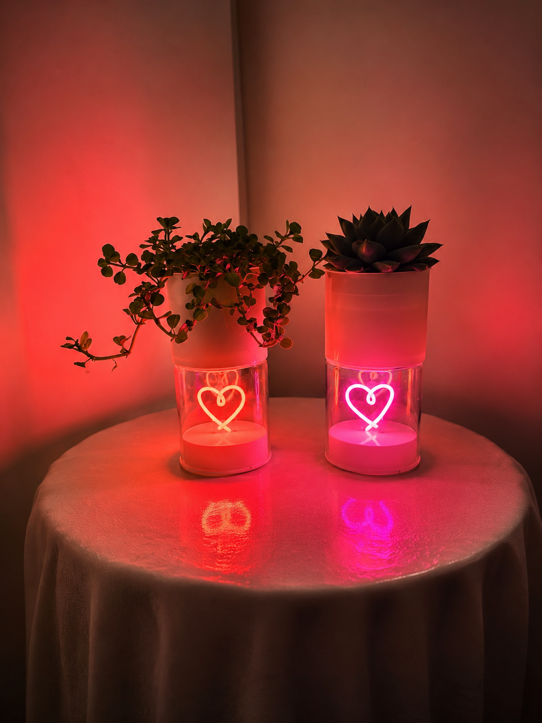 Echeveria in Lighting Love Pink or Red