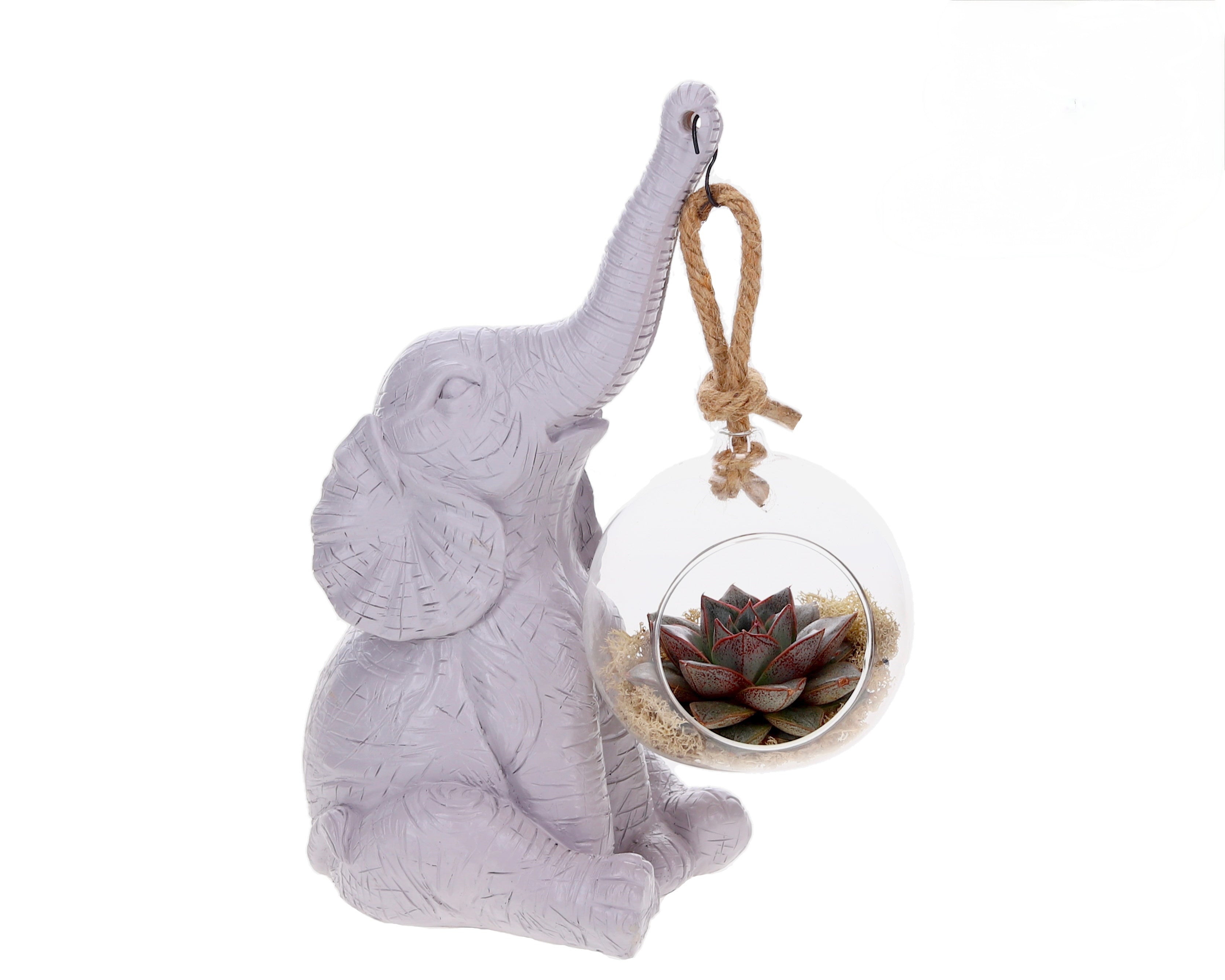 Echeveria with Elephant