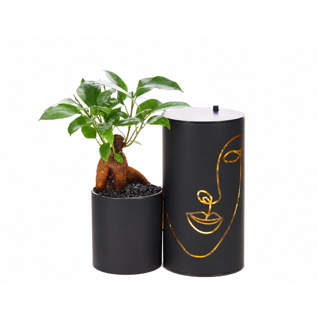 Ficus Bonsai in Lighting Black Duo