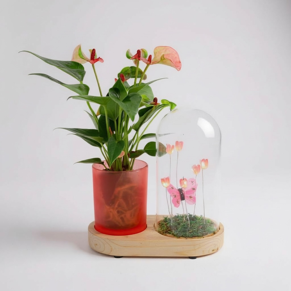 Anthurium in Flower Duo