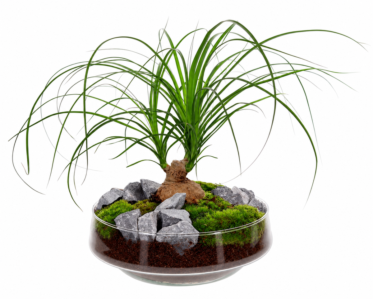 Beaucarnea in vaas Iris