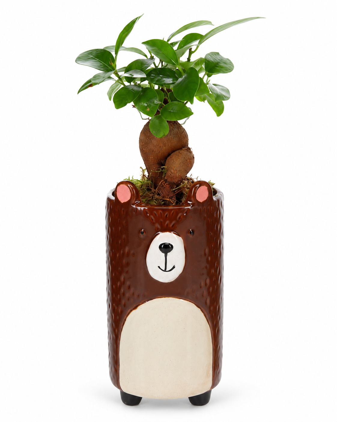 Bonsai Ficus in Keramieken Beer