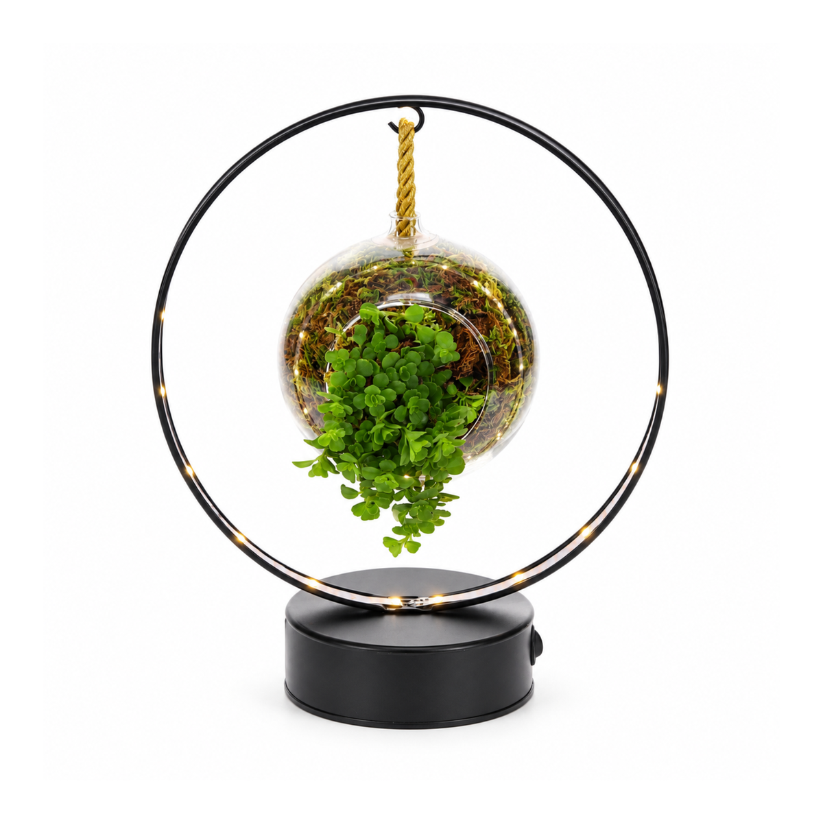 Pilea in lighting arch