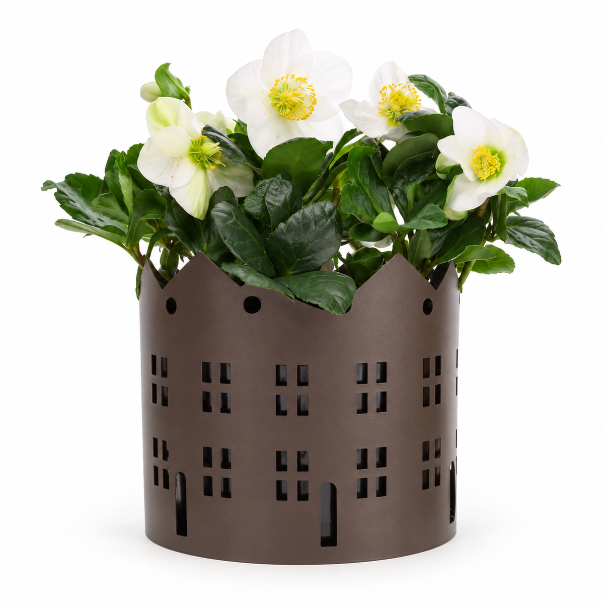 Helleborus in Zinken Stad