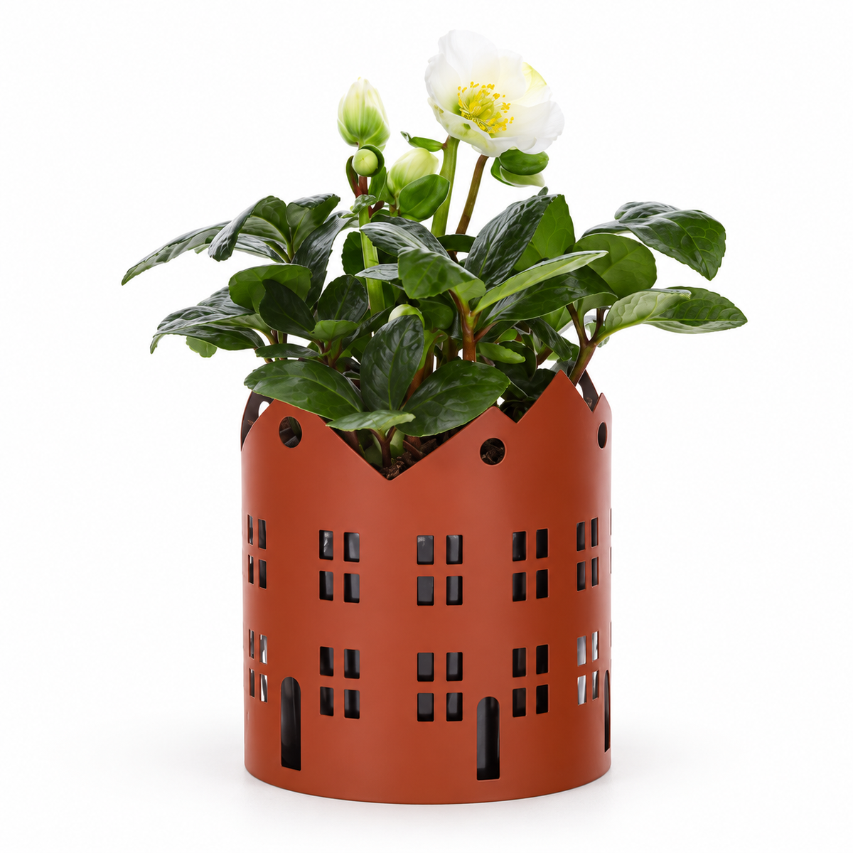 Helleborus in Zinken Stad