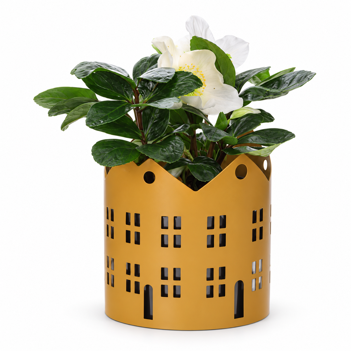 Helleborus in Zinken Stad