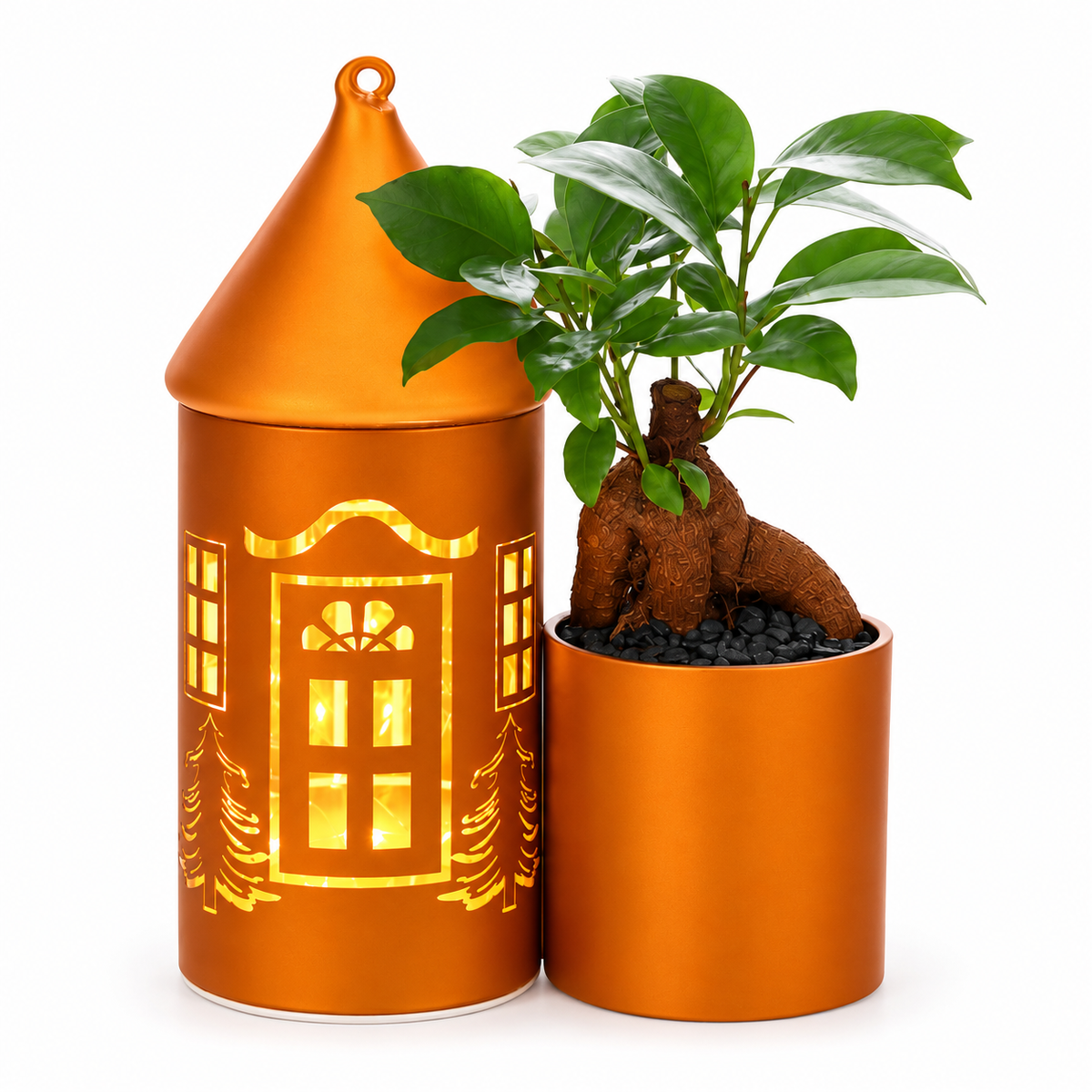 Bonsai Ficus in Lighting Huisje