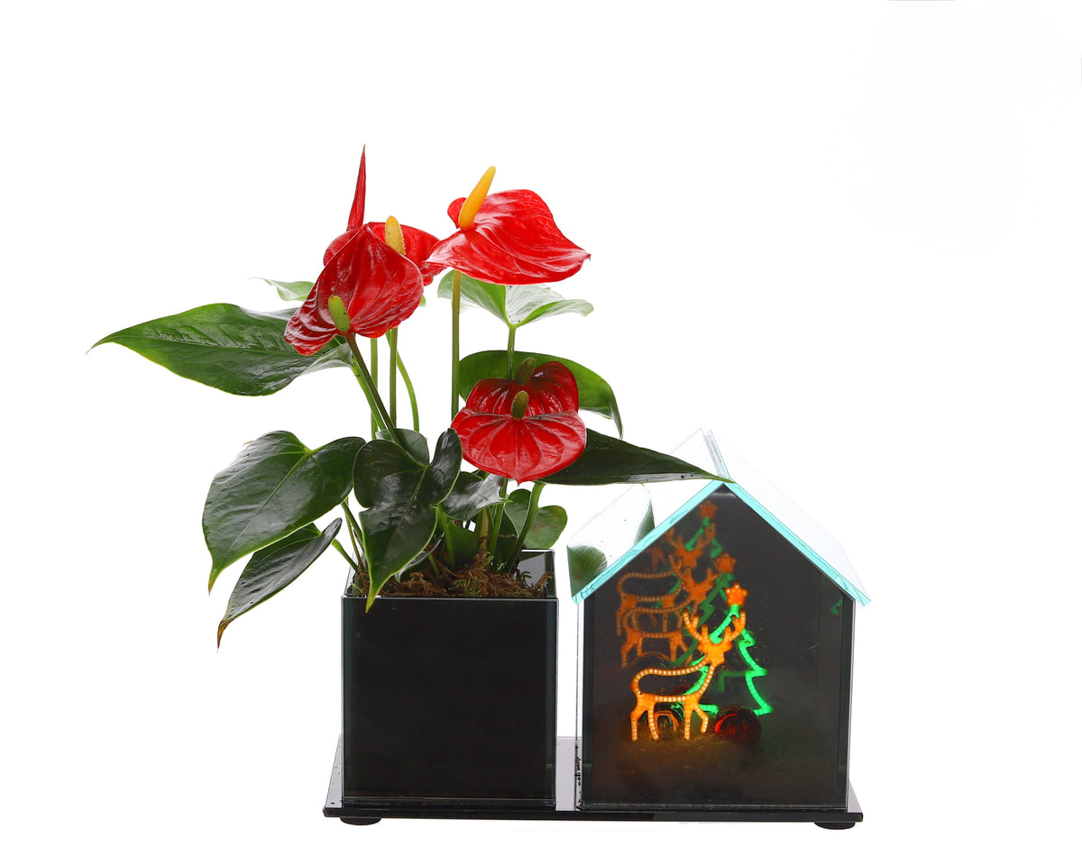 Anthurium in Lighting Kersthuisje