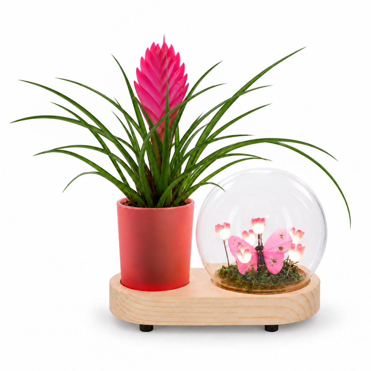Tillandsia in Lighting Flower Bulb