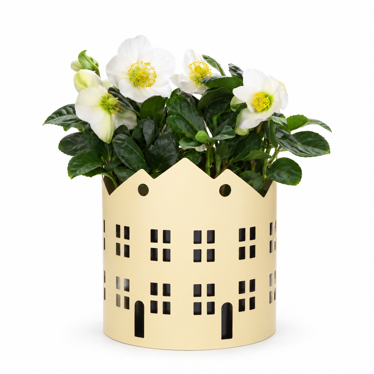 Helleborus in Zinken Stad