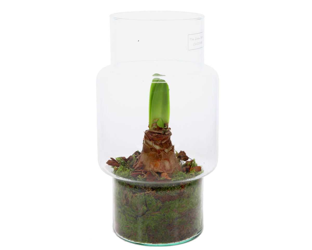 Amaryllis in glas sara