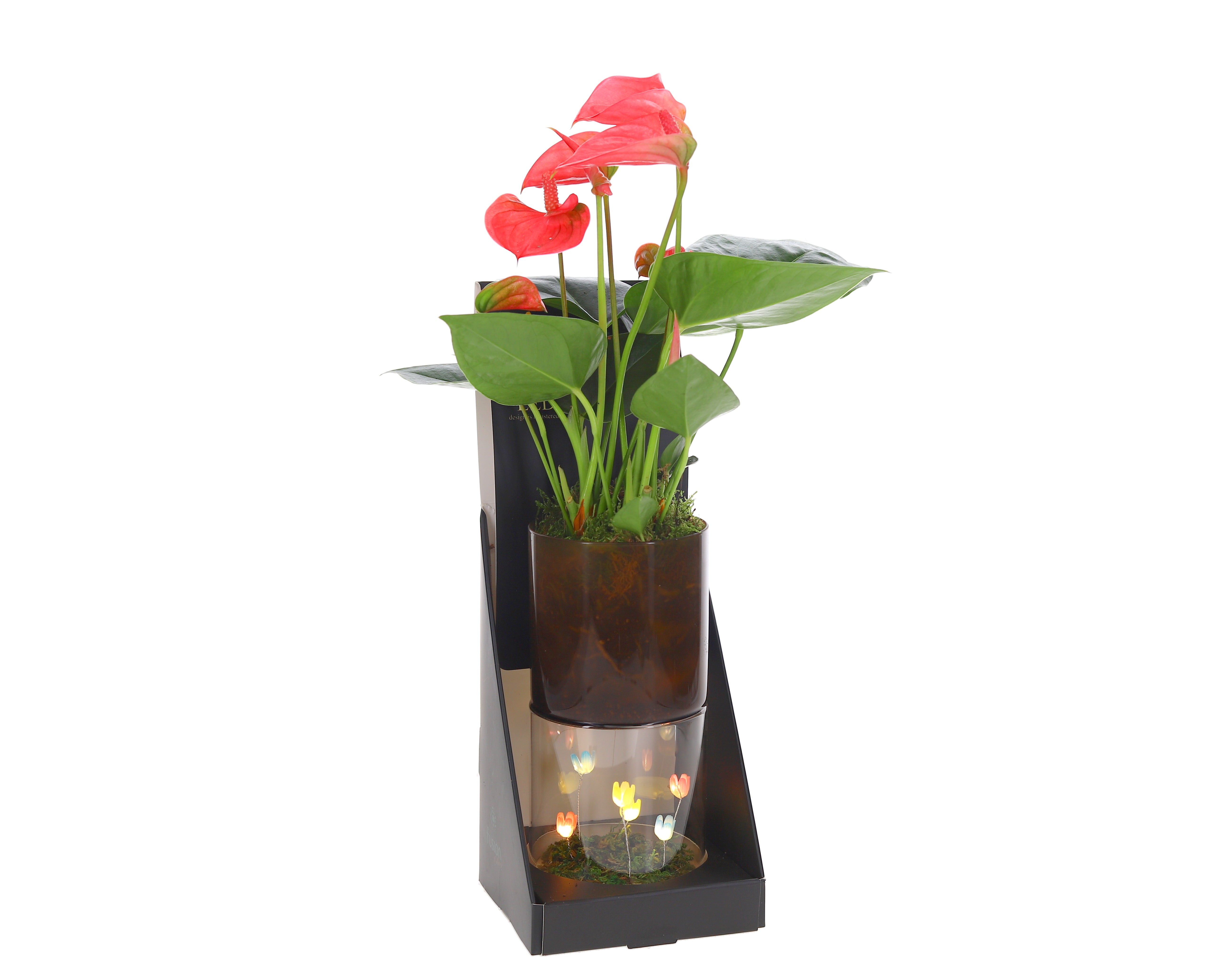 Anthurium bloemen lichtplantje