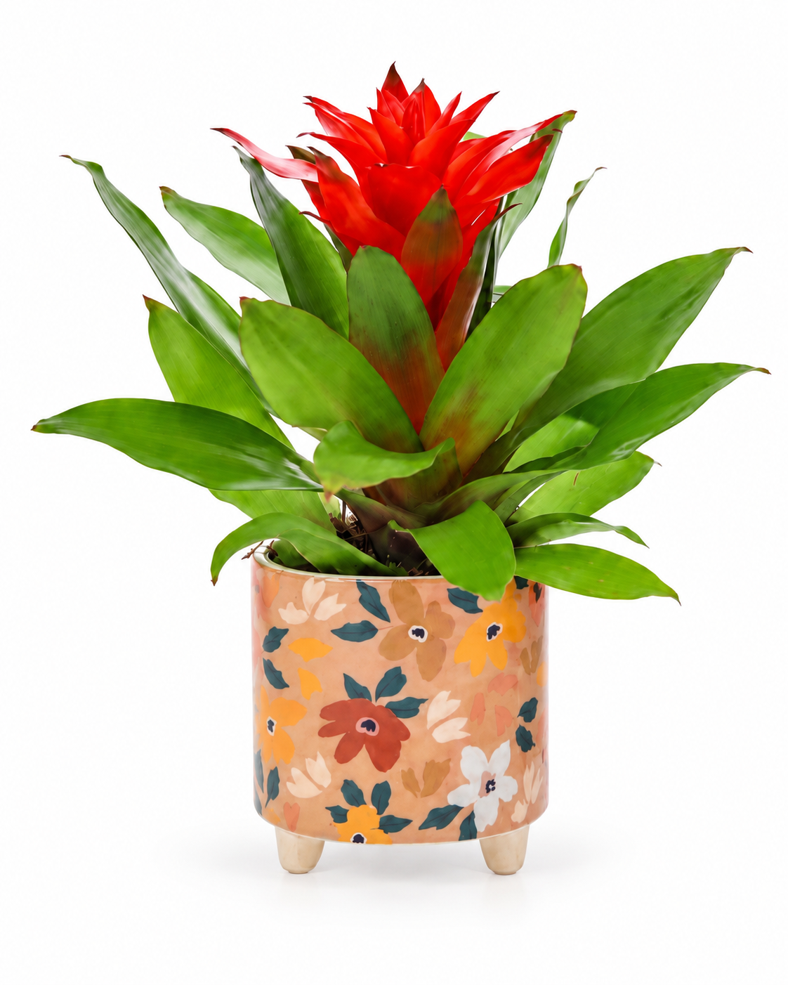 Bromelia Guzmania in bloemetjes pot