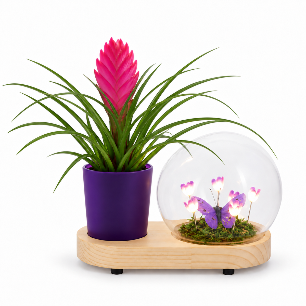 Tillandsia in Lighting Flower Bulb