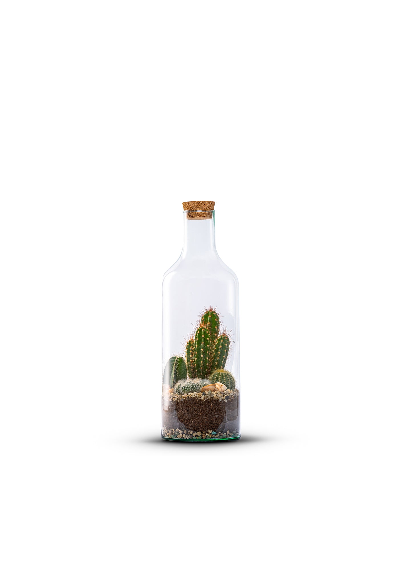 Bottle_Cactus_Plant_Medium_The_Green_Bottle_Garden