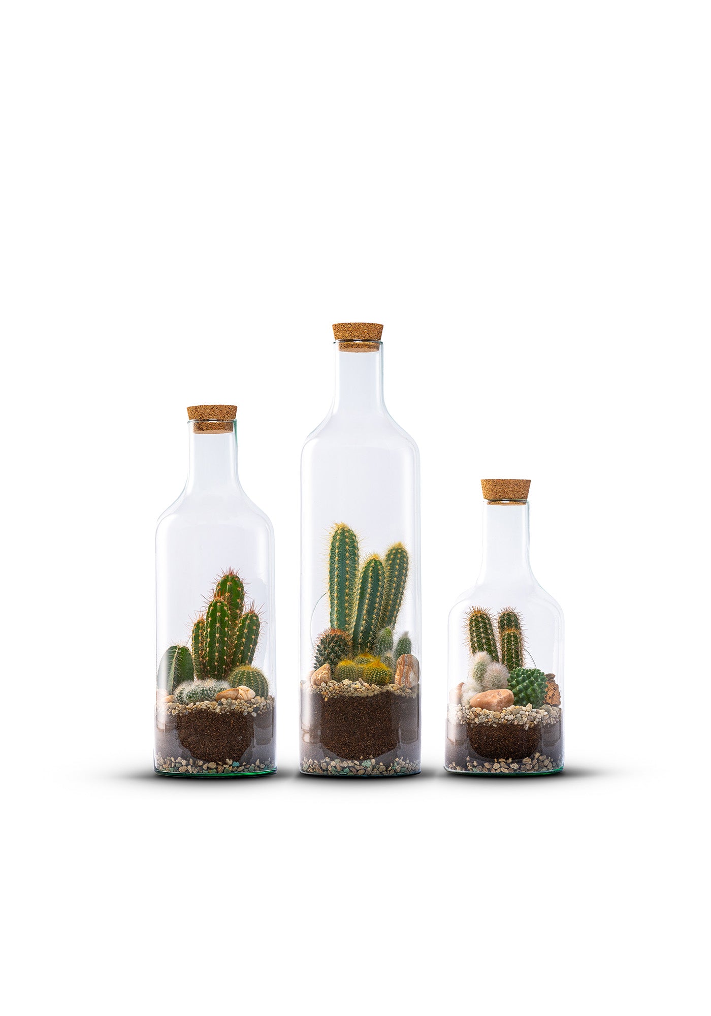 Kakteen in Terrarienflasche