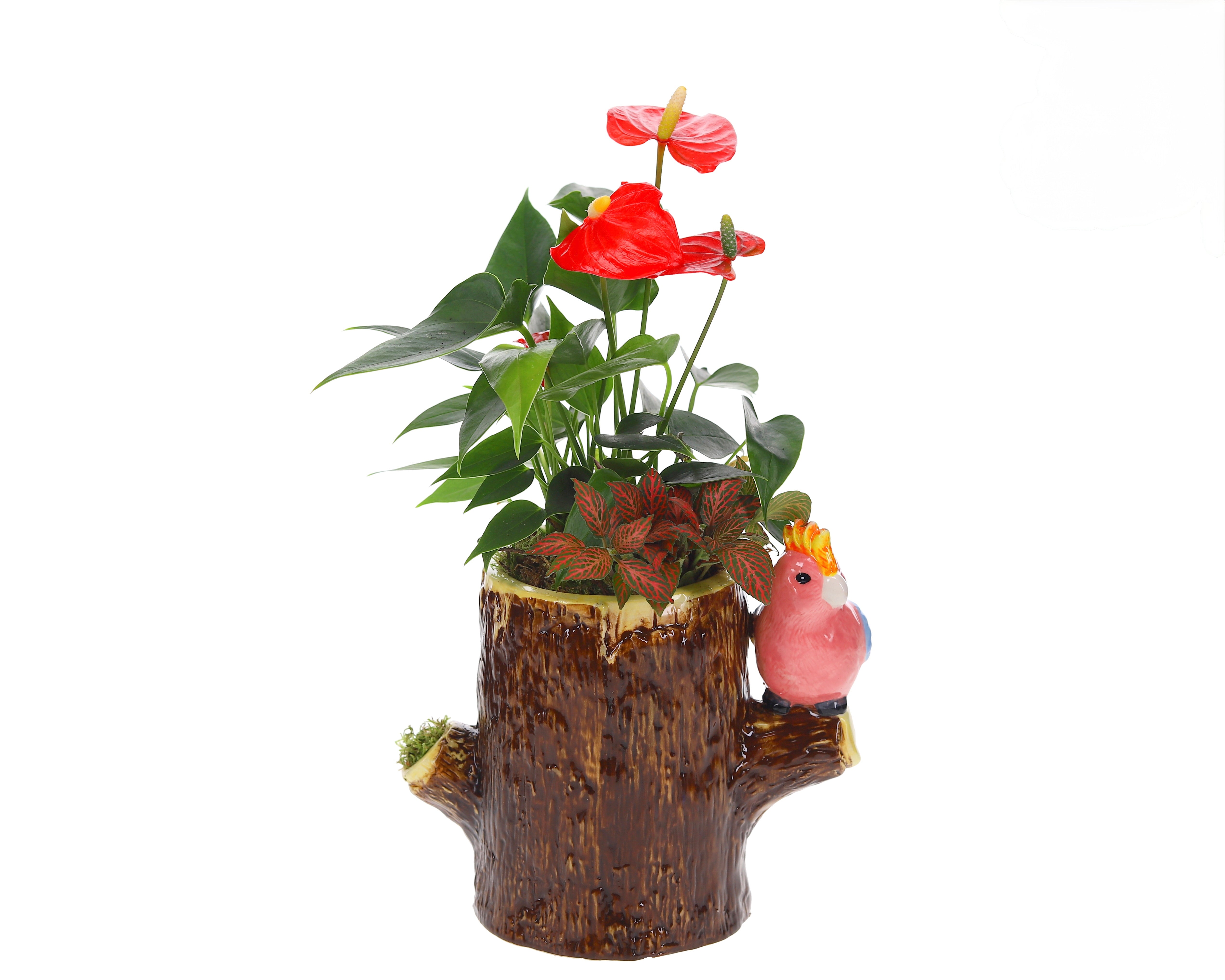 Anthurium und Fittonia in Jungle Bird