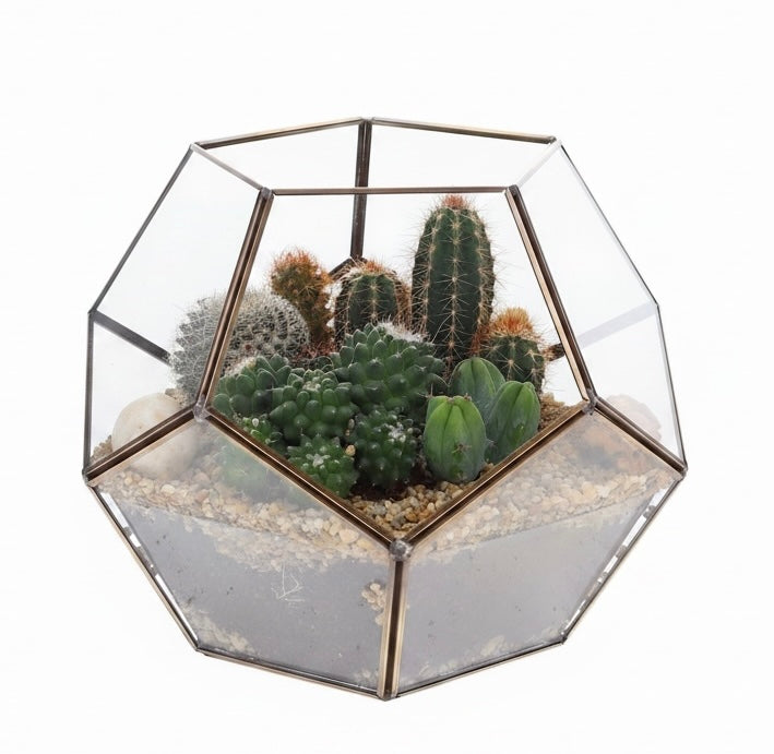 Cactussen in geometrisch terrarium