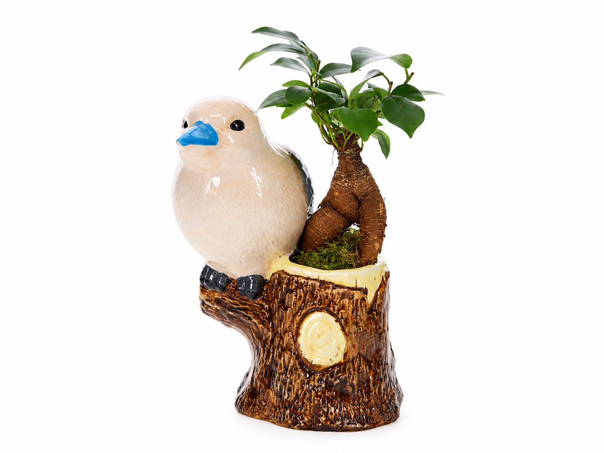 Bonsai Ficus in Jungle Bird
