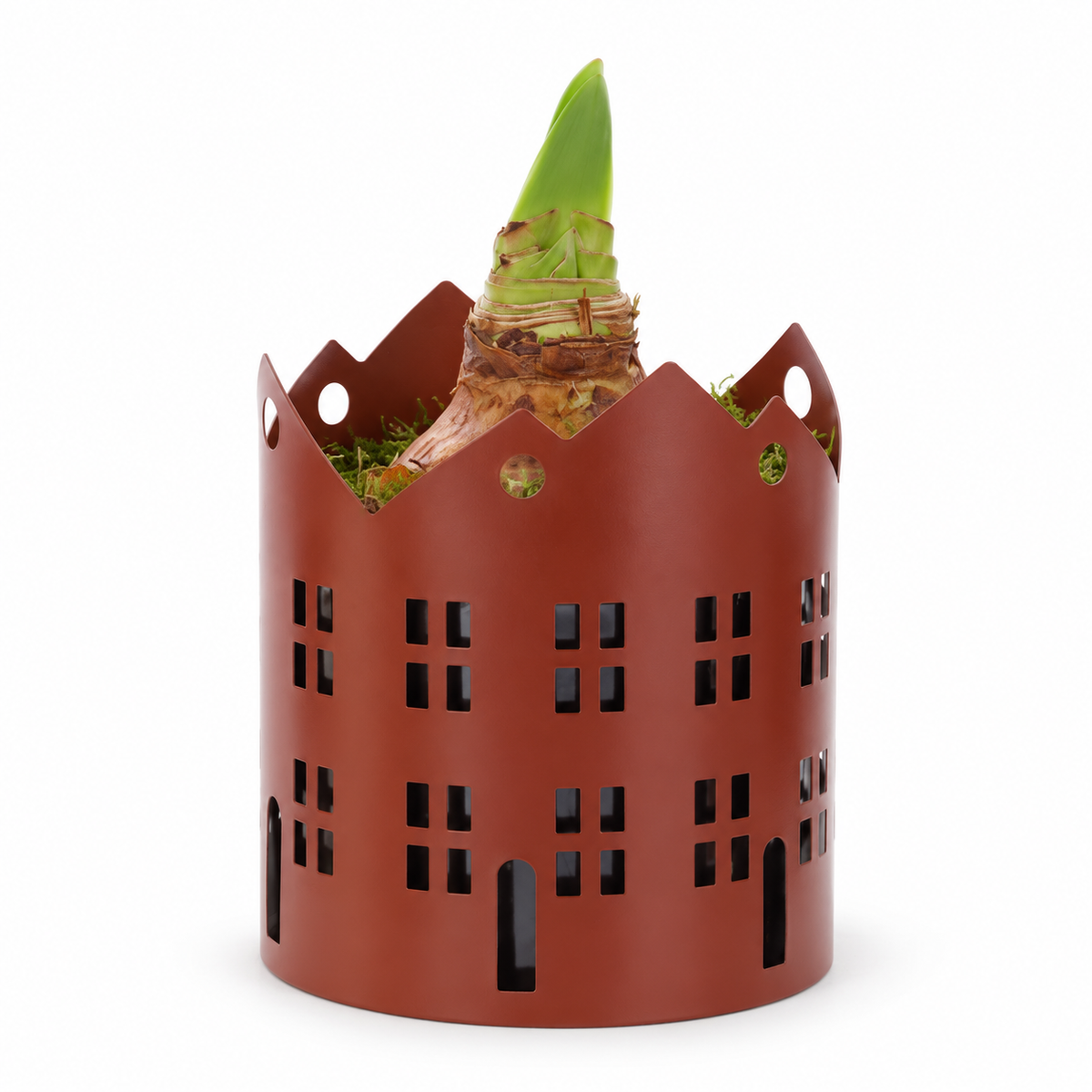 Amaryllis in Zinken Stad