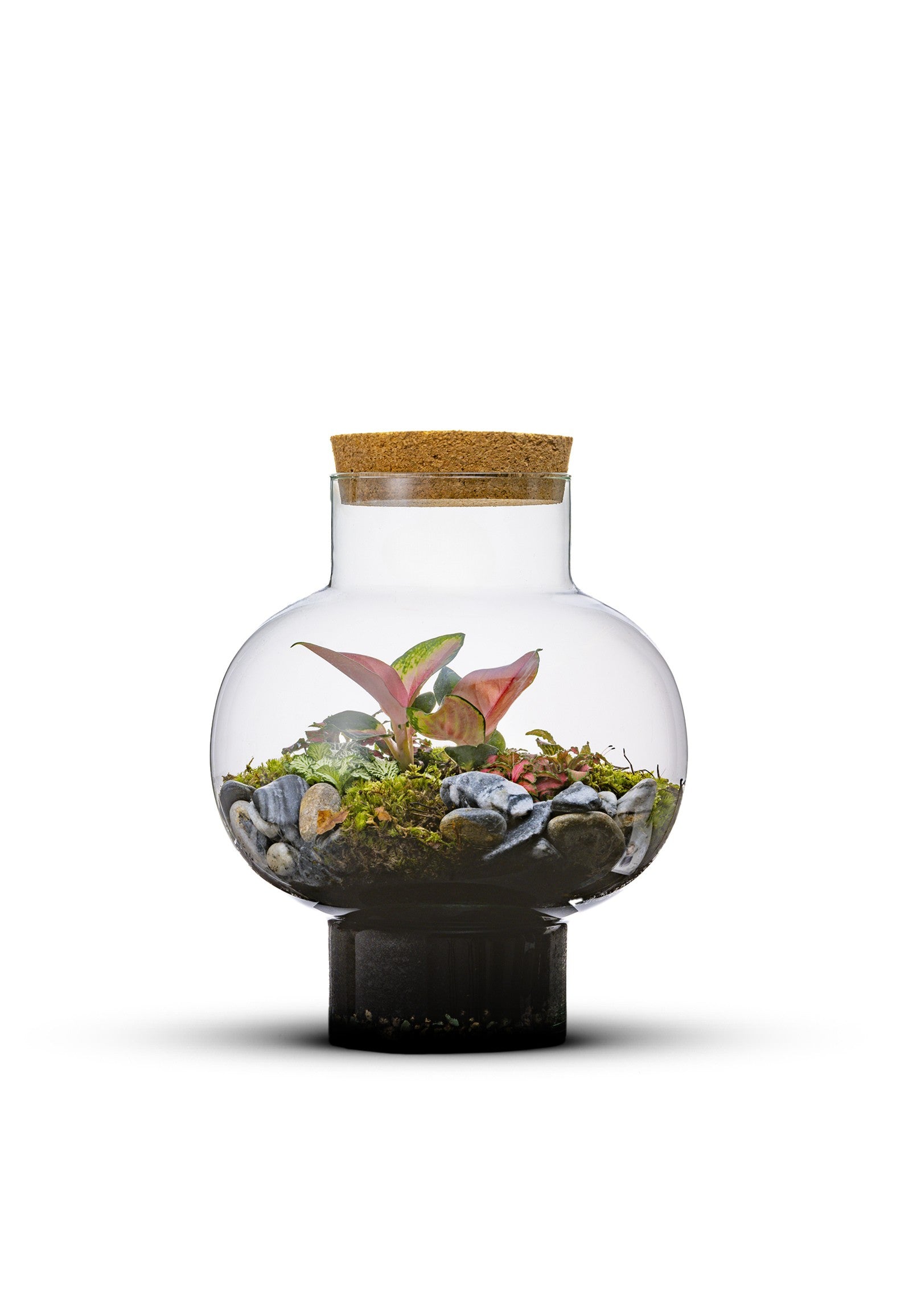 Ecosysteem M laura terrarium