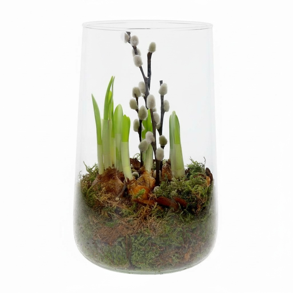 Daffodil Bulbs in Deline