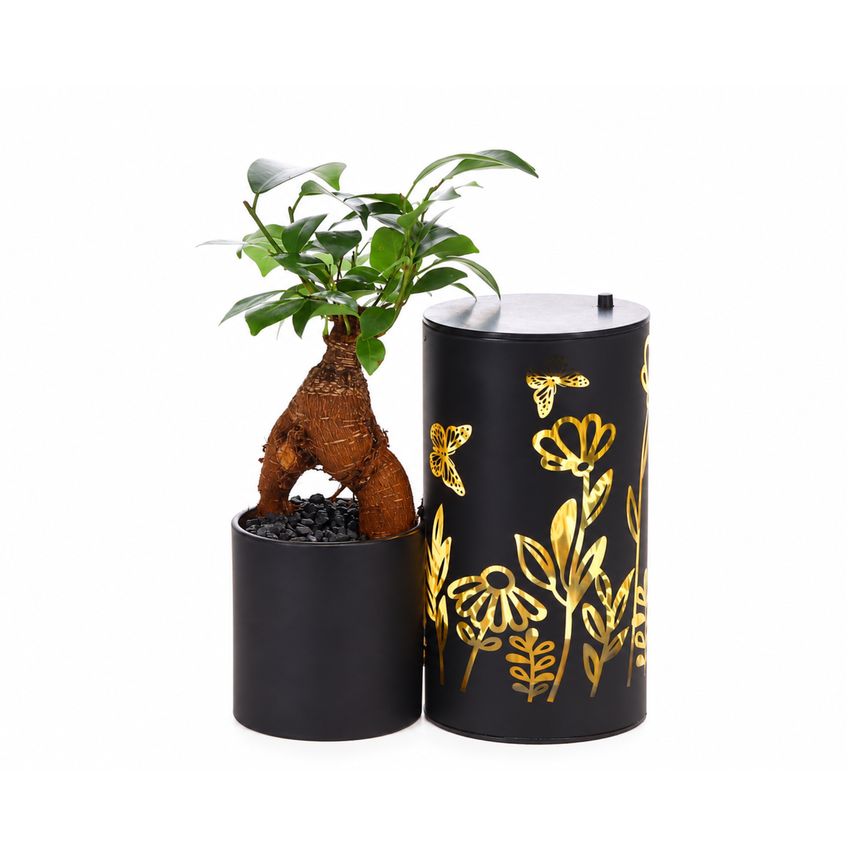 Ficus Bonsai in Lighting Black Duo