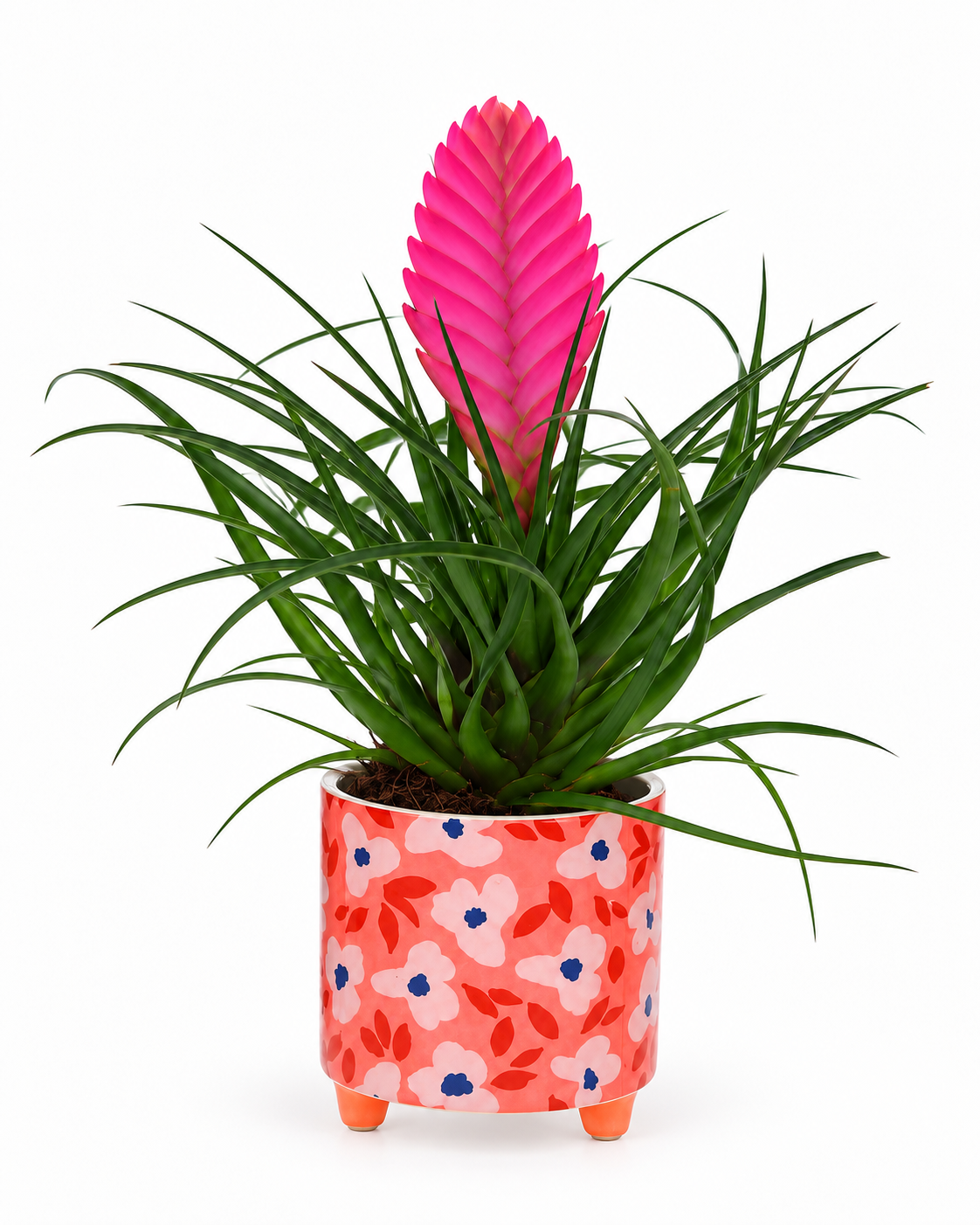 Bromelia Tillandsia in bloemetjes pot