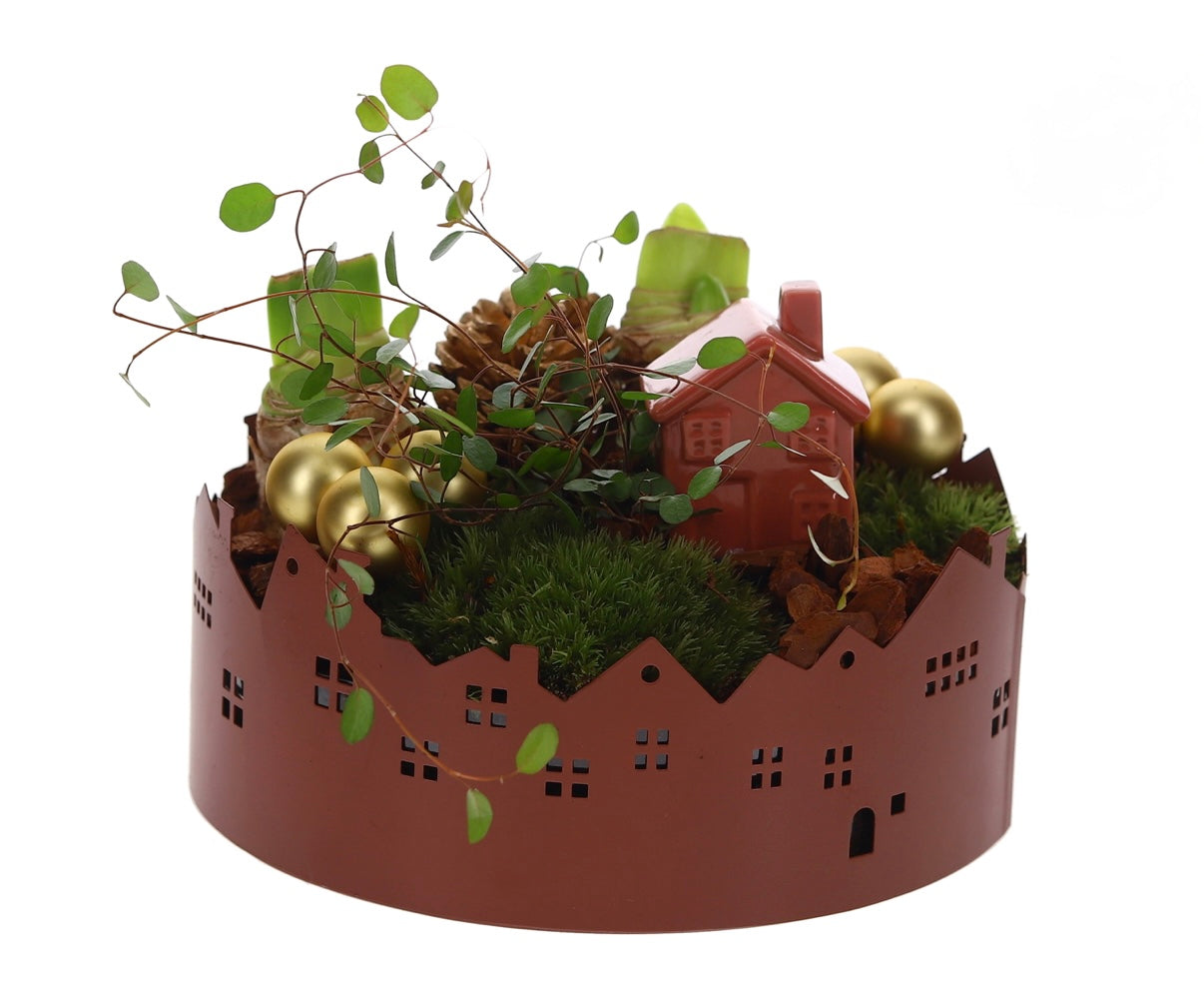 Amaryllis Kerst Arrangement