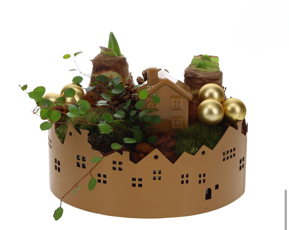 Amaryllis Kerst Arrangement