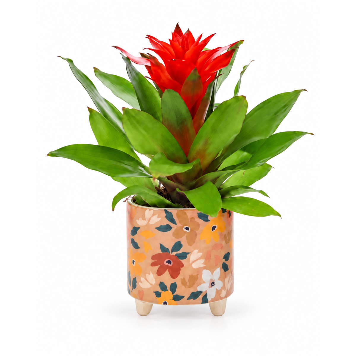 Guzmania-bromelia in oker pot