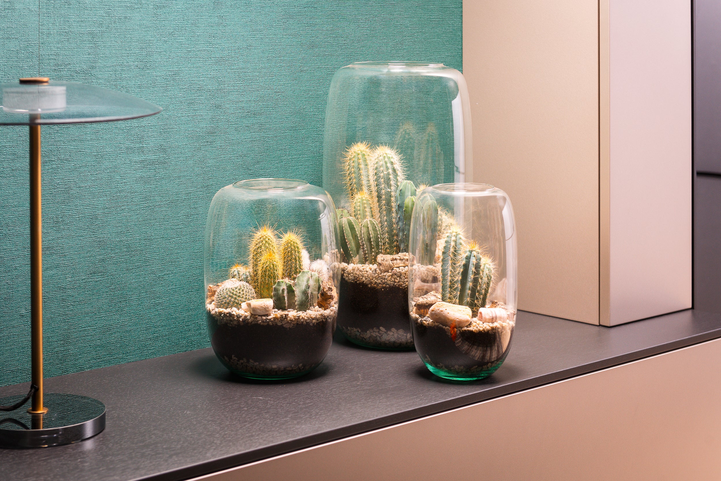 Cactus in open Terrarium Isabella