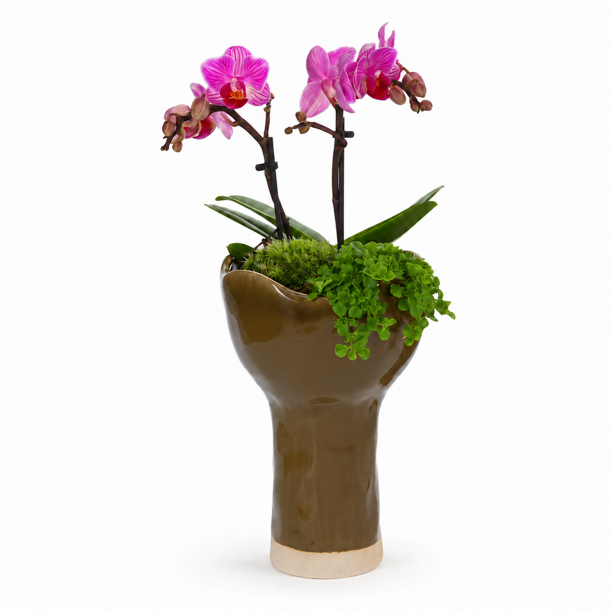 Orchidee en Pilea in Keramieke Vaas