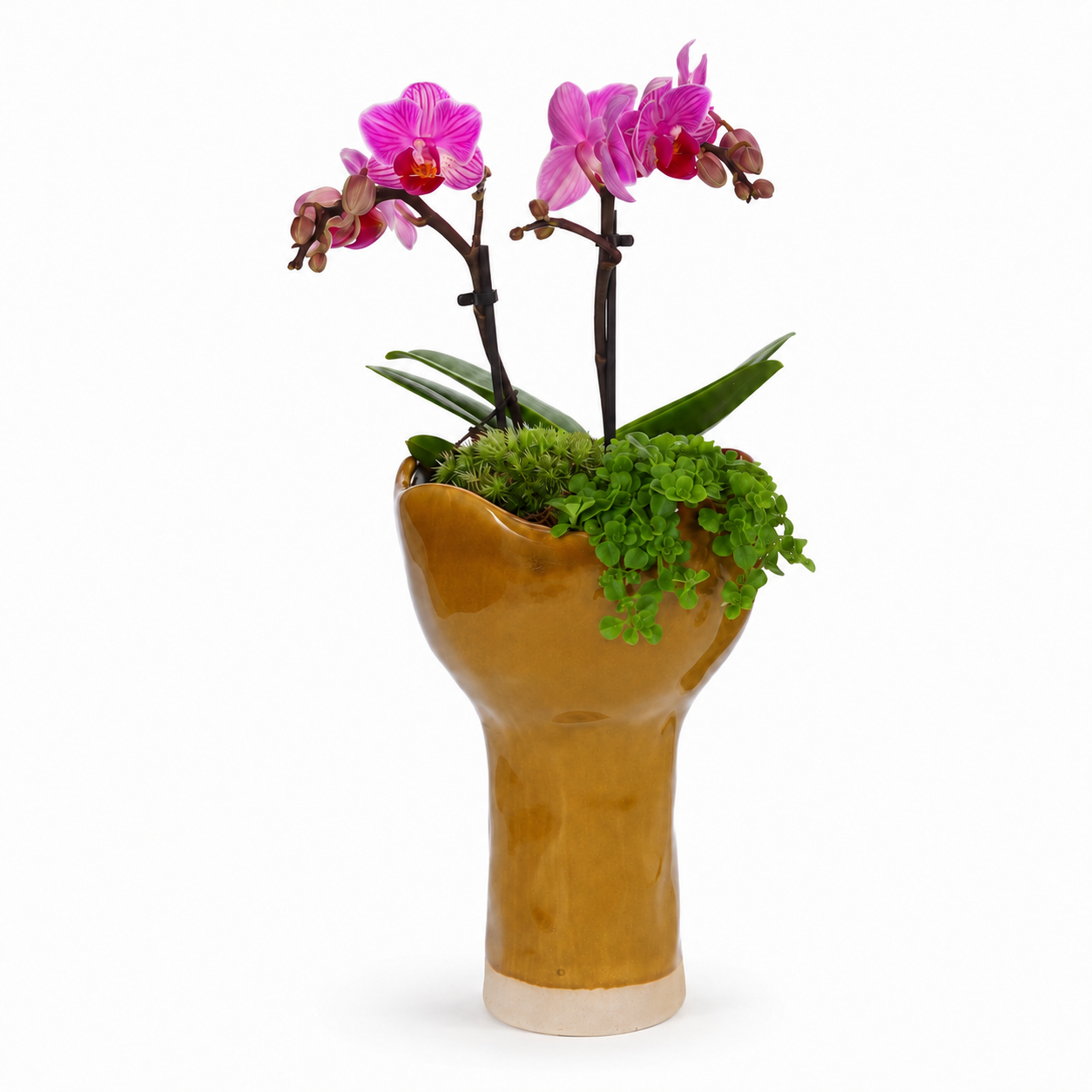 Orchidee en Pilea in Keramieke Vaas