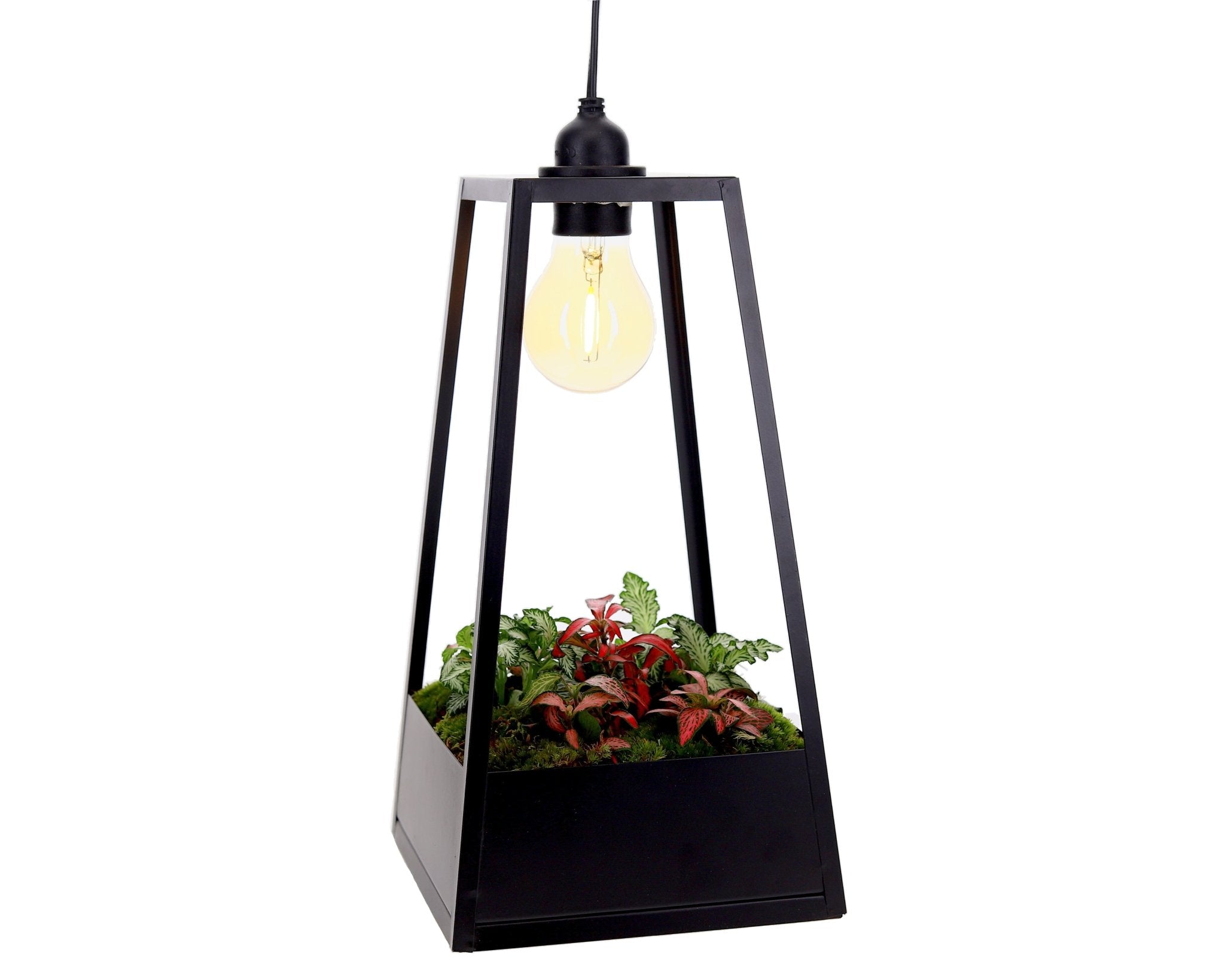 Fittonia in Lighting Lantaarn - The Green Bottle Garden