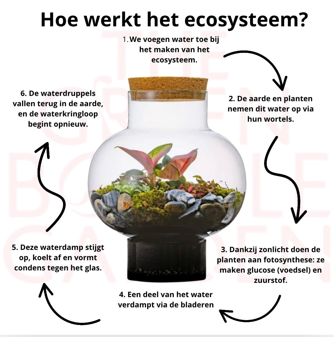 Ecosystem Laura