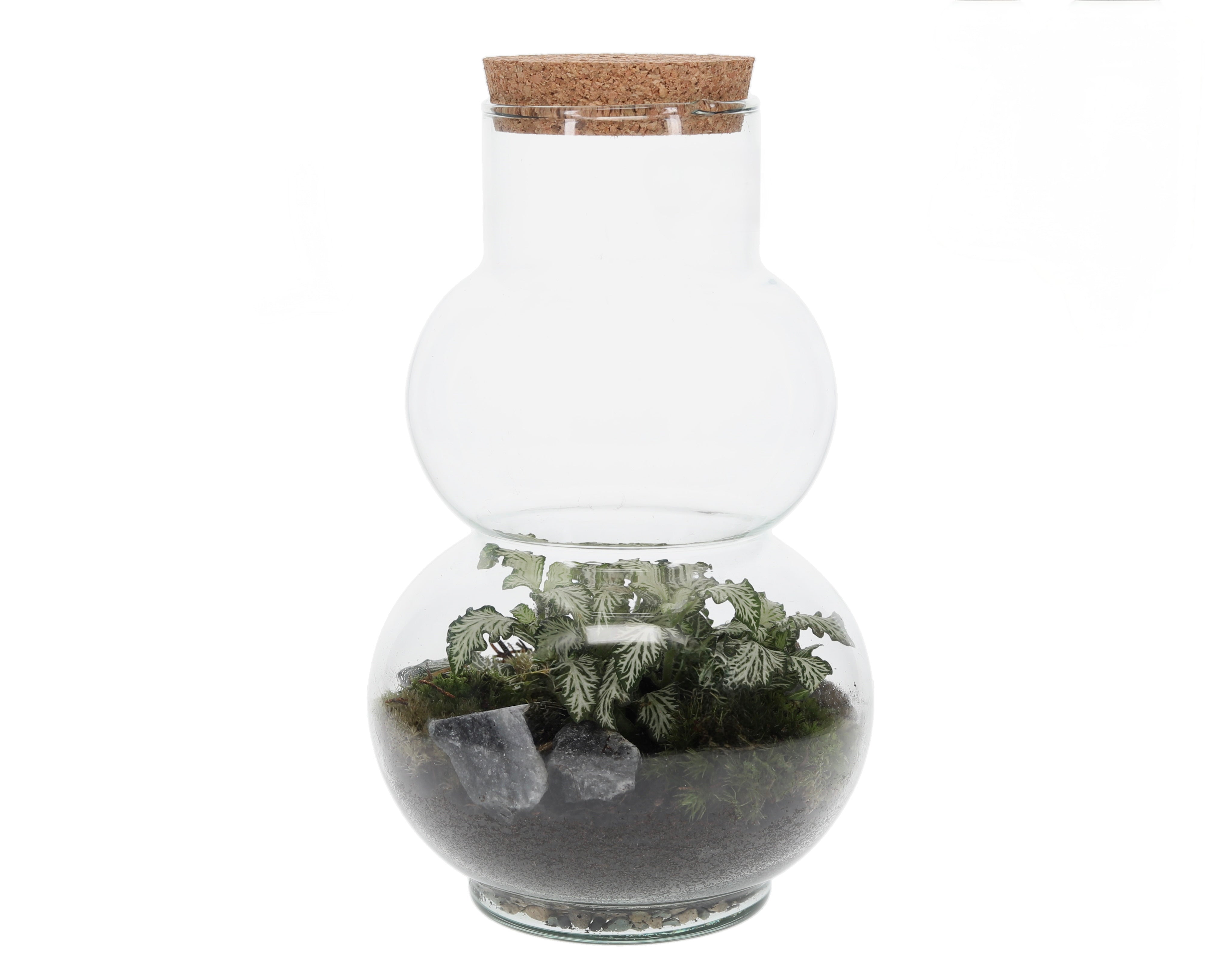 Terrarium een gesloten ecosysteem olaf