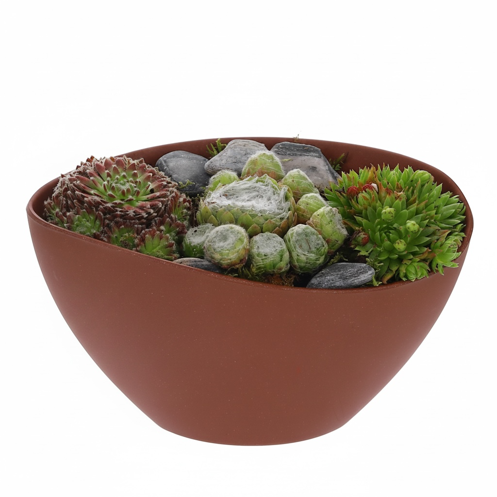 Sempervivium bruin
