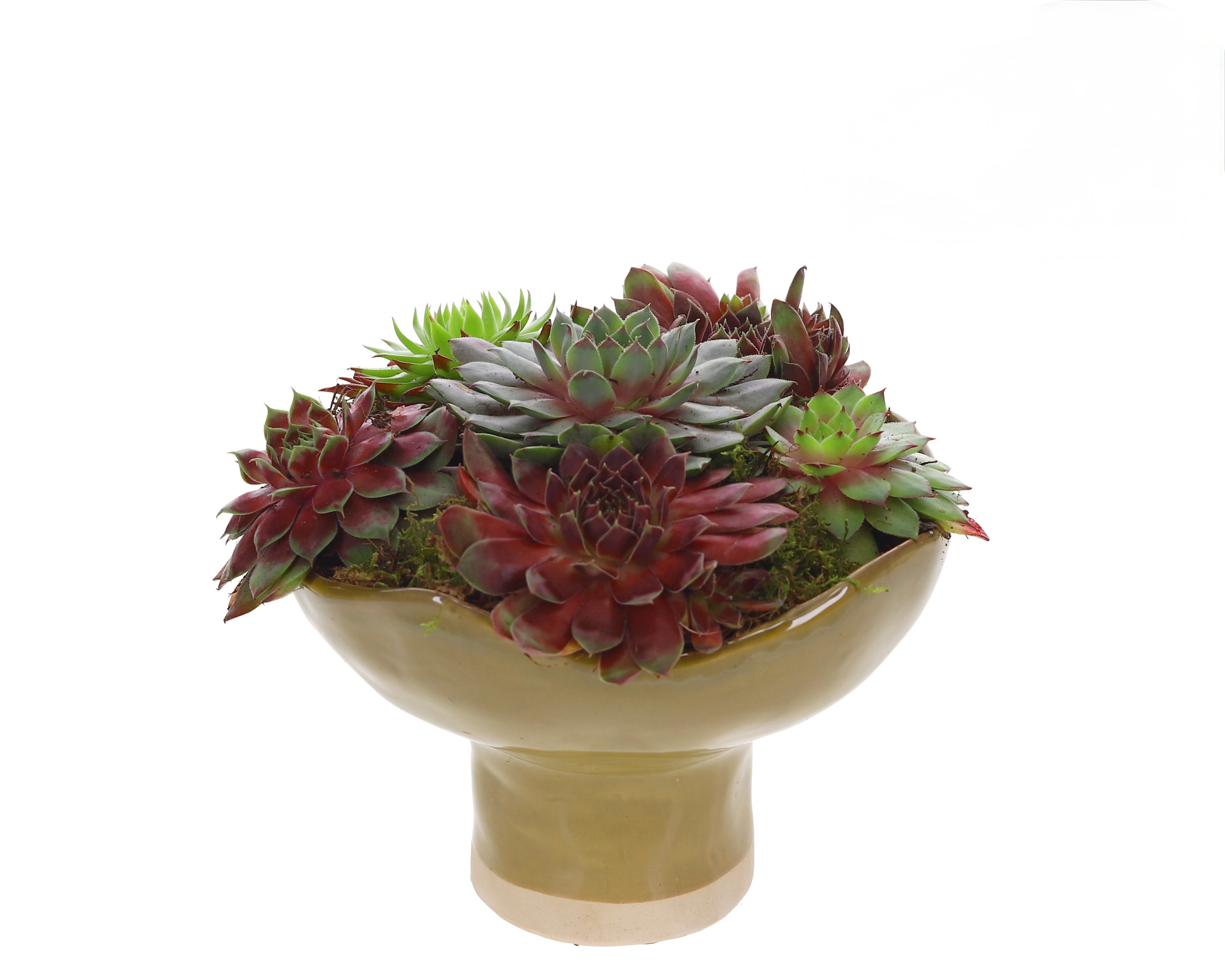 Sempervivum in Keramieken Schaal bruin