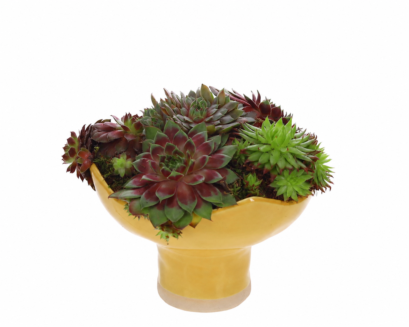 Sempervivum in Keramieken Schaal geel