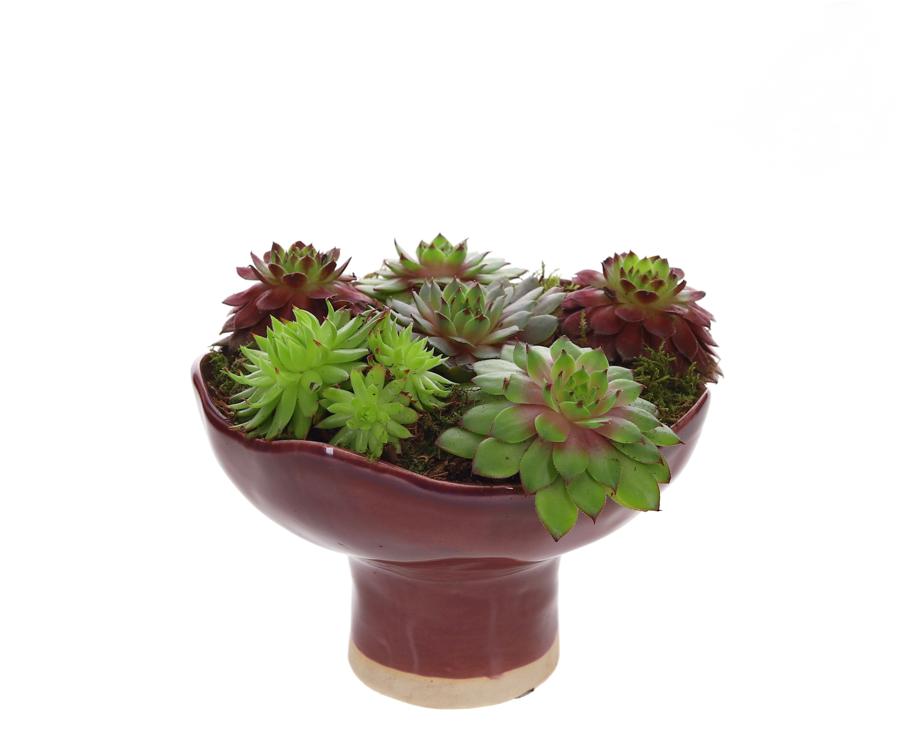 Sempervivum in Keramieken Schaal rood